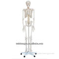 Biological Science Human Model Standard 85cm Skeleton on Pelvic Mounted Base